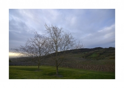 Vignoble de pouilly.