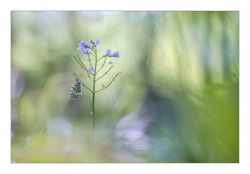 pause-aurore