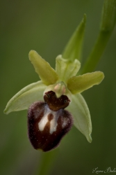 Petite orchidée sauvage