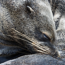 Otaries (série)