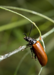 Conseil pour macro avec flash