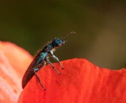 Psilothrix viridicoerulea