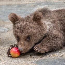 Touche pas à ma pomme ! (3)