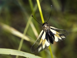 Libelloides coccajus, l’Ascalaphe soufré
