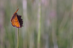 papillon de ce matin