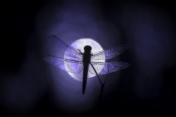 The wings of the moon
