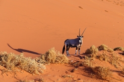 Oryx