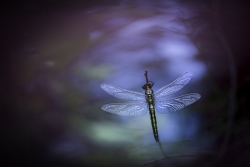 Imago: orthetrum cancellatum