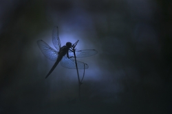 moonlight