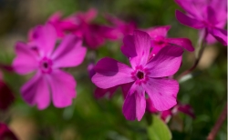 Fushia