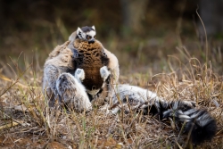 Lémuriens de Madagascar