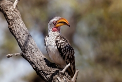 Les oiseaux du parc Kruger.