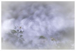 Spectre blanc