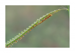 Tetragnatha