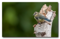 Quand la petite bleue...