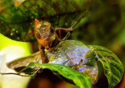 Caméléon de Madagascar.