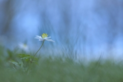Retour au printemps ...
