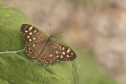 Pararge aegeria - Tircis