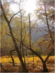 Sous bois Pyrénéen