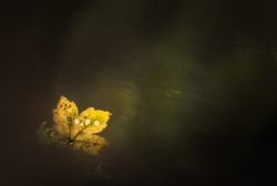 Un semblant d'automne