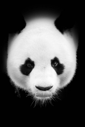 Petit ourson de chine.