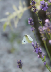 Effet papillon