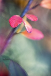Douceur automnale