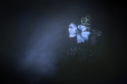 Light and dark
