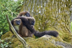 Les trois frères