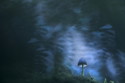 Night mushroom