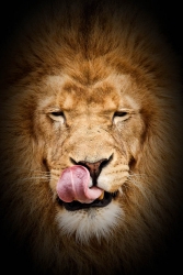 Le roi des animaux!!!