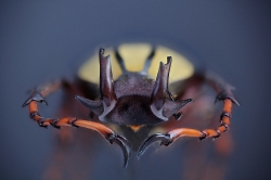 Dicranocephalus wallichi