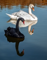 duo