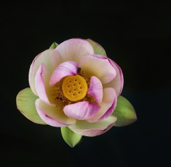 papier lotus