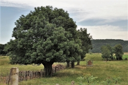 L arbre