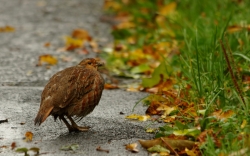 perdrix sous la pluie