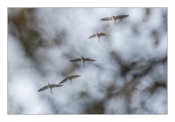 Et les voici... les grues en escadrille