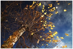Fin d'automne