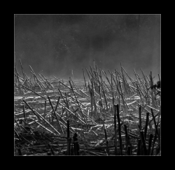 Brume dans les maïs ...