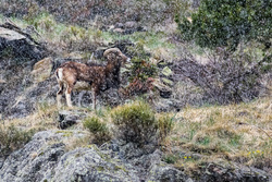 Photo d’inscription N°2 - Mouflon Pyrénées 2017 _IMG3013-2.jpg