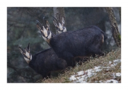 Famille dans la tempête