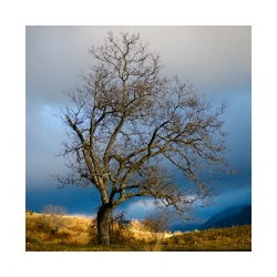 un arbre, un après midi d'hiver