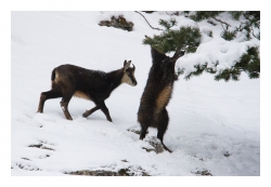 les deux compères