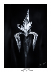 Iris Sauvage
