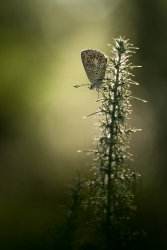 Un petit bout de lumière qui réchauffe mes ailes