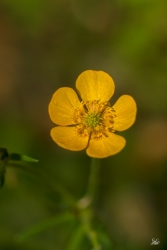 jaune