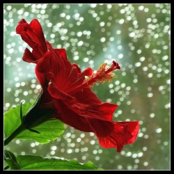 Hibiscus