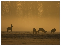 lever brumeux