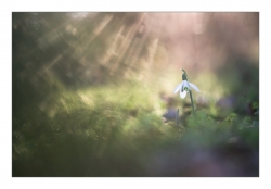 sous la pluie de lumière