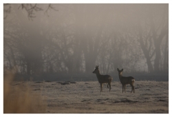 au petit matin